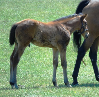 2020 colt by Nathaniel